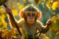 Young Macaque Monkey Hanging on Branch in Lush Forest Bathed in Golden Sunlight