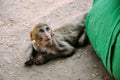 A young Macaque monkey laying down near Mount Popa. Royalty Free Stock Photo
