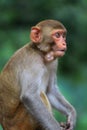 young macaque monkey with mouthfull of foods in india Royalty Free Stock Photo