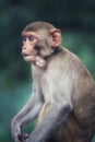 young macaque monkey with mouthfull of foods in india Royalty Free Stock Photo