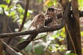 Young macaque monkeys