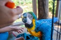 A young macaw is feeding a syringe. Blue-yellow macaw hand-fed food Hungry macaws Royalty Free Stock Photo