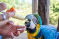 A young macaw is feeding a syringe. Blue-yellow macaw hand-fed food Hungry macaws Royalty Free Stock Photo