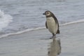 Young Magellanic Penguin on Bleaker Island.