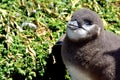 A young Magellanic Penguin