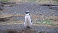 Young Magellanic Penguin shedding his feathers