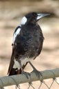 Young Magpie