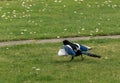 A young magpie bird is spreading its wings and calling for the parent when hungry