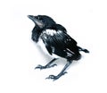 Young magpie chick isolated
