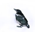 Young magpie chick