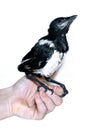 Young magpie chick isolated on white background