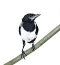Young magpie chick
