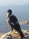 A young magpie in profile.