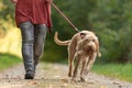 Young  Magyar Vizsla hound. female dog handler is walking with  dog on the road in a forest. Dog pulls on the leash Royalty Free Stock Photo