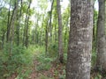 Young mahogany forest at grobogan, indonesia