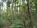 Young mahogany forest at java