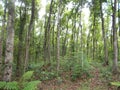 Young mahogany forest at java 2 Royalty Free Stock Photo