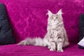 Young Maine Coon cat Royalty Free Stock Photo