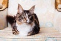 Young Maine Coon cat Royalty Free Stock Photo