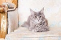 Young Maine Coon cat Royalty Free Stock Photo