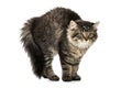 Young maine coon cat makes a cat hump Royalty Free Stock Photo