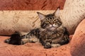 Young maine coon cat resting on a pillow. A cute cat is sitting among the pillows and resting. Maine Coon with serious emotions Royalty Free Stock Photo