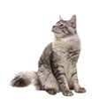 Young maine coon cat Royalty Free Stock Photo