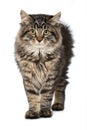 Young maine coon cat on white background Royalty Free Stock Photo