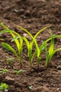 young maize plant and field