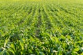 Young maize plants in an agricultural field