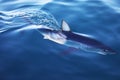 Young Mako shark swimming on the surface