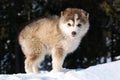 Young Malamute Puppy Royalty Free Stock Photo