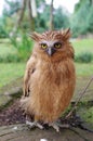 A young Malay fish owl with yellow eyes, sitting at the ground and looking into the camera