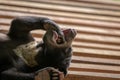 Young malayan sun bear playing with paw in the mouth while resting on a wooden roof, Borneo, Malaysia