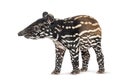 Young malayan tapir walking on white background Royalty Free Stock Photo