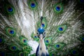 Young male adult Indian peafowl. Portrait of a blue peacock. Tail with new white feathers in spring. Closeup of head and tail Royalty Free Stock Photo