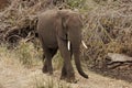 Young male african elephant