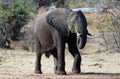 Young Male African Elephant Bull in Kruger National Park in South Africa RSA Royalty Free Stock Photo