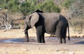 Young Male African Elephant Bull at man made waterhole in Kruger National Park in South Africa RSA