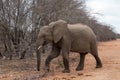 Young Male African Elephant walking alongside road in Kruger National Park in South Africa RSA Royalty Free Stock Photo