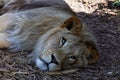 Young male African lion laying on the ground Royalty Free Stock Photo