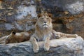 Young male African lion laying on the rock Royalty Free Stock Photo