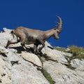 Young male alpine ibex walking on a rock Royalty Free Stock Photo