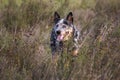 Young male Australian Cattle Dog being watchful in the field Royalty Free Stock Photo