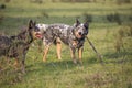 Young male Australian Cattle Dog standing chewing a stick and playing Royalty Free Stock Photo