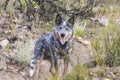 Young male Australian Cattle Dog on a hiking trail Royalty Free Stock Photo