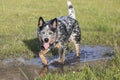 Young male Australian Cattle Dog Royalty Free Stock Photo