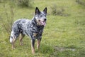 Young male Australian Cattle Dog on a farm alert and looking into the distance Royalty Free Stock Photo