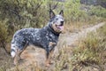 Young male Australian Cattle Dog looking up Royalty Free Stock Photo