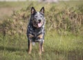 Young male Australian Cattle Dog standing in grass field Royalty Free Stock Photo